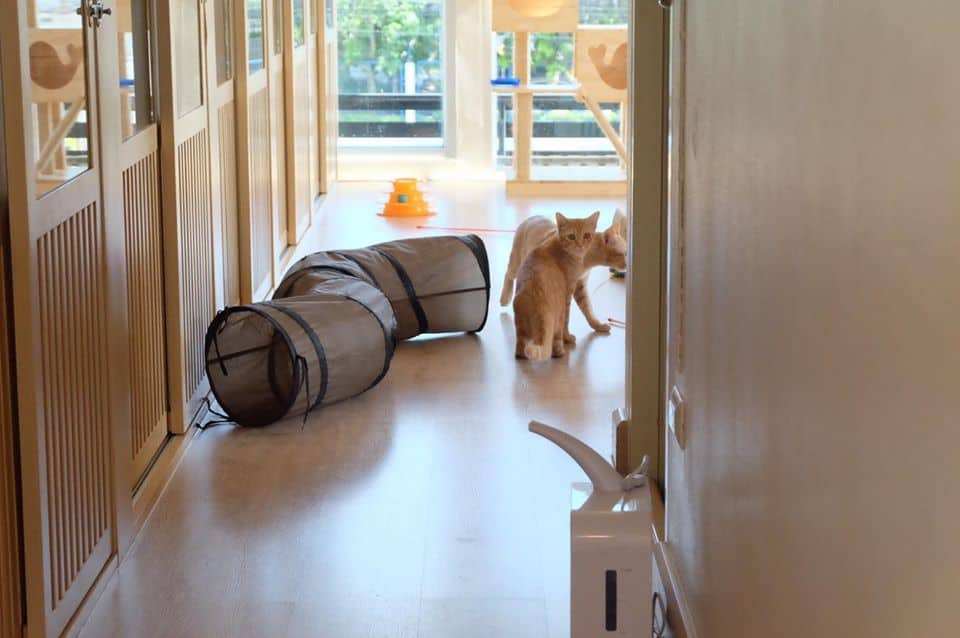 Kitty Cat Hotel (โรงแรมแมว คิตตี้แคท) 9