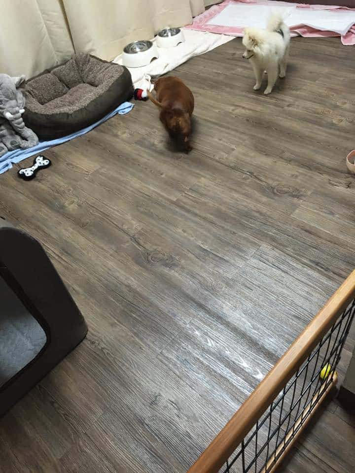 Warm Pet Hotel (สุขุมวิท26) 3