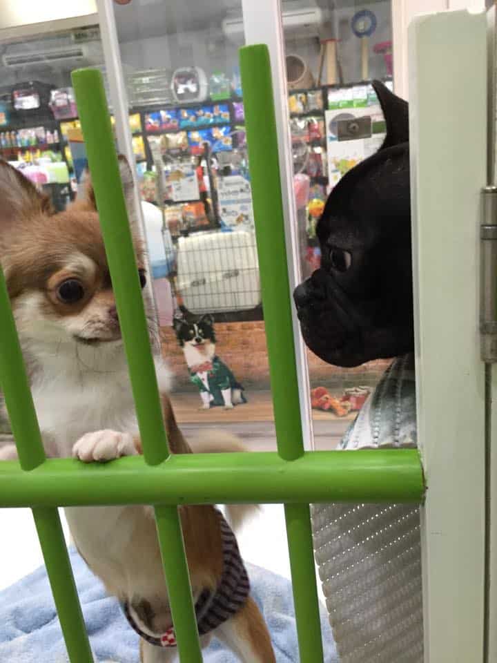 Warm Pet Hotel (สุขุมวิท26) 4