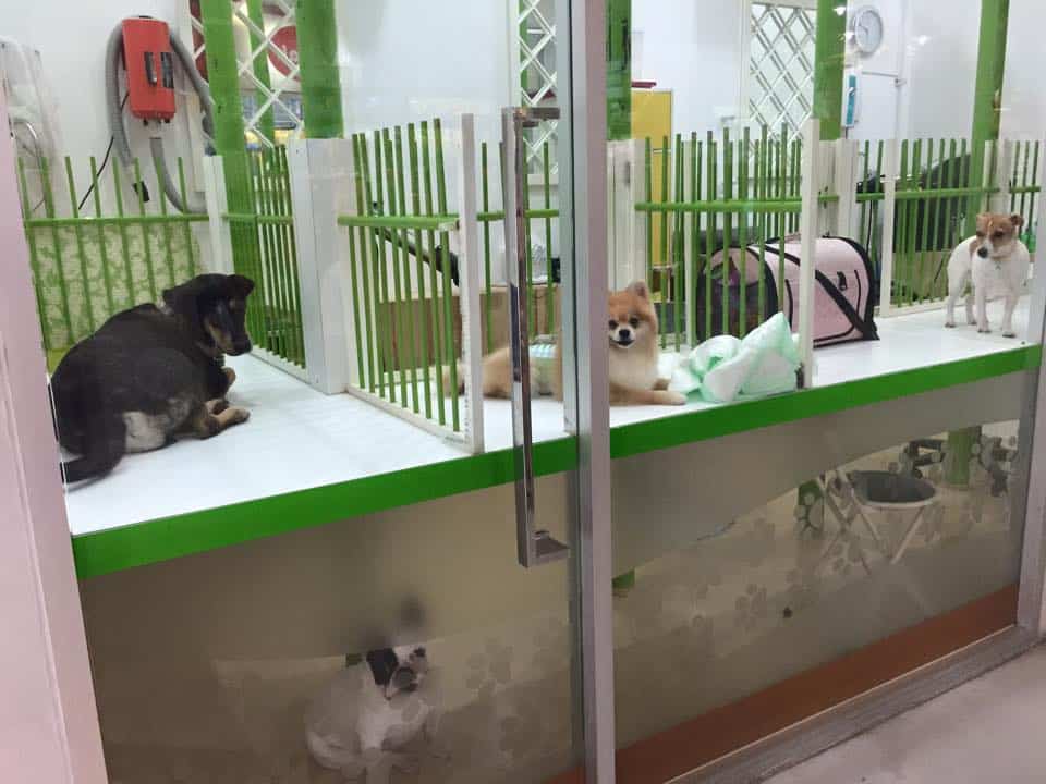 Warm Pet Hotel (สุขุมวิท26) 6