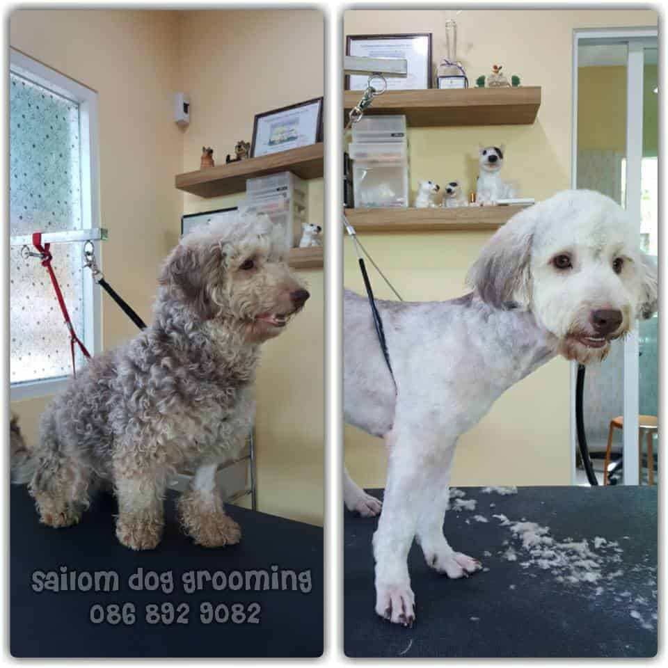 Sailom dog grooming (อาบน้ำตัดขนสุนัขและแมว) 5
