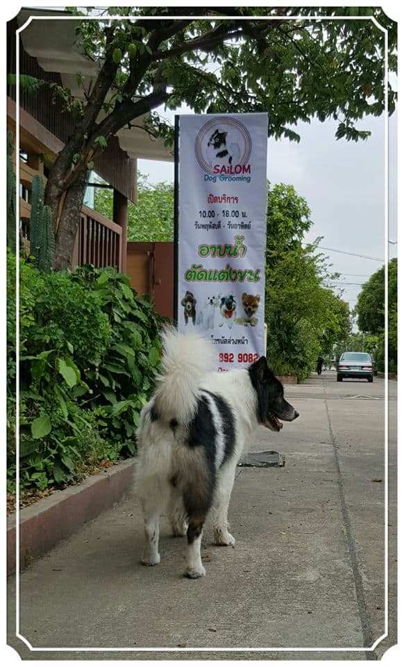 Sailom dog grooming (อาบน้ำตัดขนสุนัขและแมว) 6