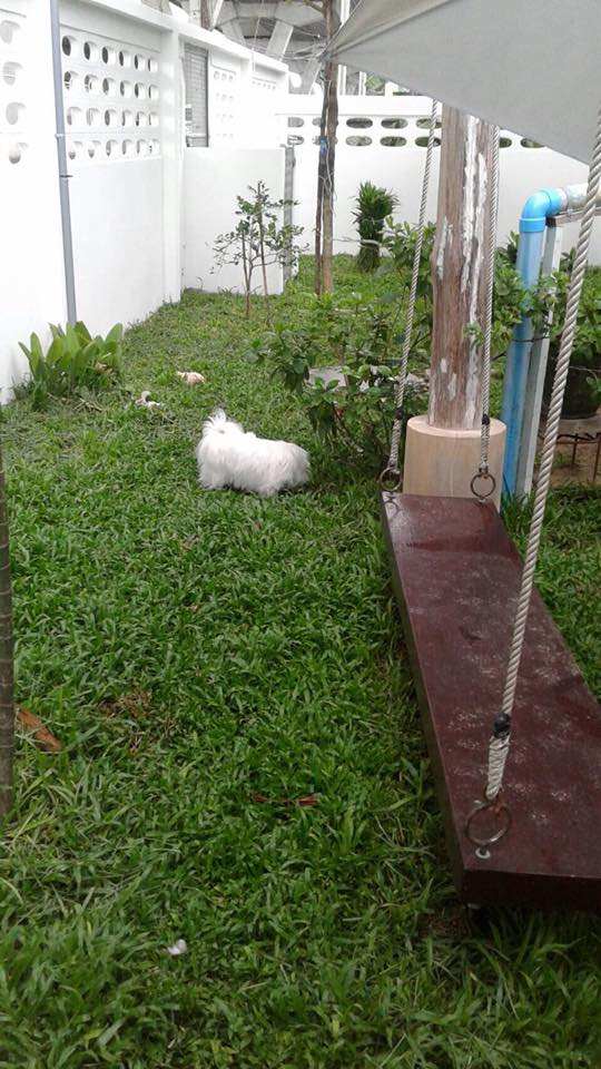 Warm Pet Hotel (สุขุมวิท26) 8