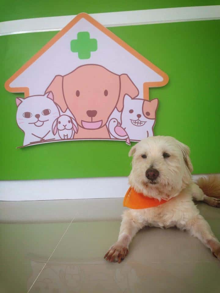 โรงพยาบาลสัตว์บ้านหมอส้มแก้ว (อุบลราชธานี) 1