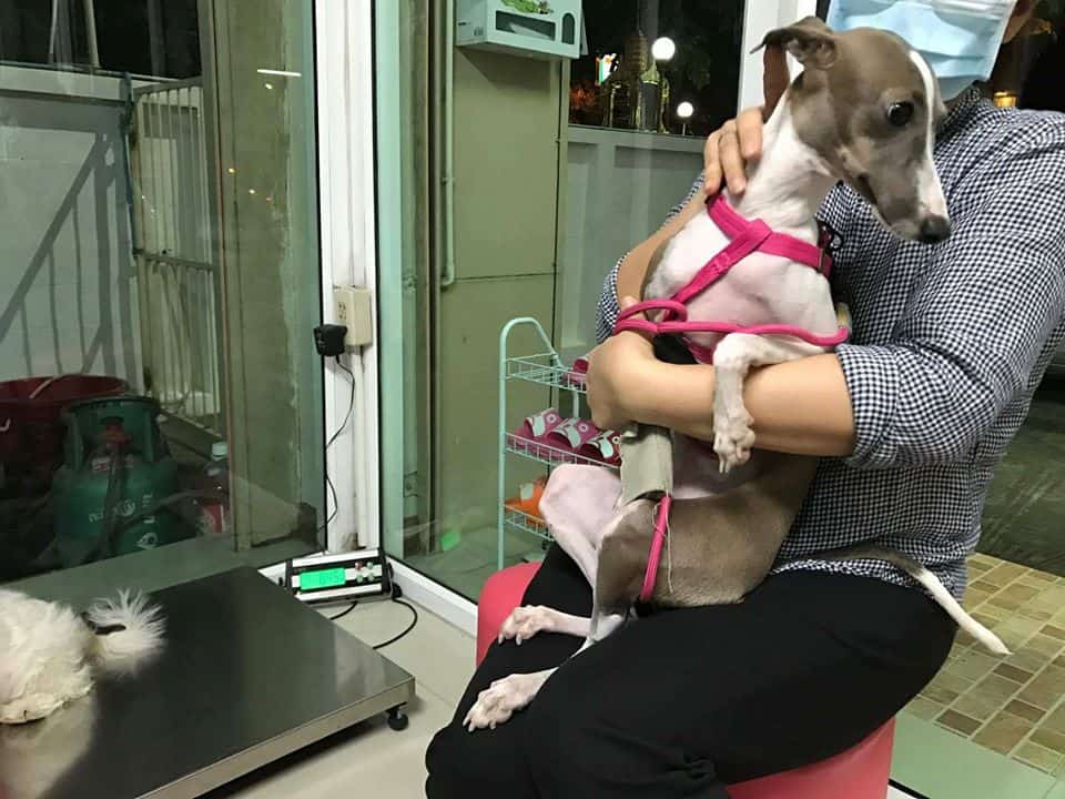 Muanjai Vet Clinic (โรงพยาบาลสัตว์ม่วนอกม่วนใจ๋) 1
