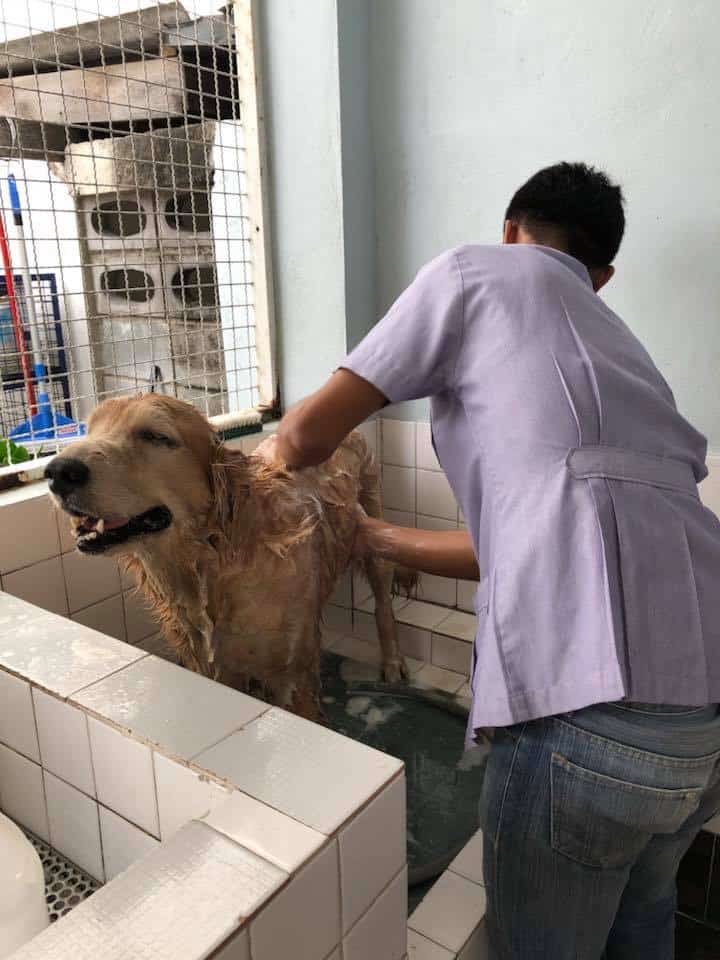 โรงพยาบาลสัตว์เมืองใหม่ Muangmai Pet Hospital 3