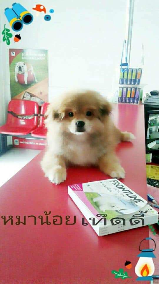 โรงพยาบาลสัตว์เมืองใหม่ Muangmai Pet Hospital 4
