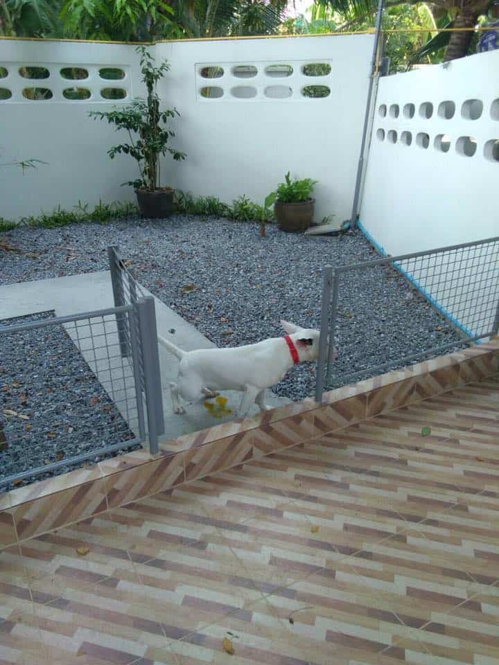 Warm Pet Hotel (สุขุมวิท26) 9