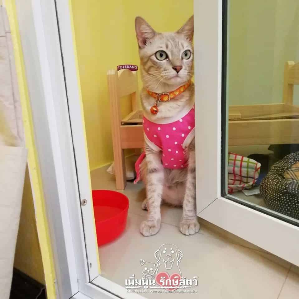Prempoon Pet Hoapital (โรงพยาบาลสัตว์เพิ่มพูนรักษาสัตว์) 5