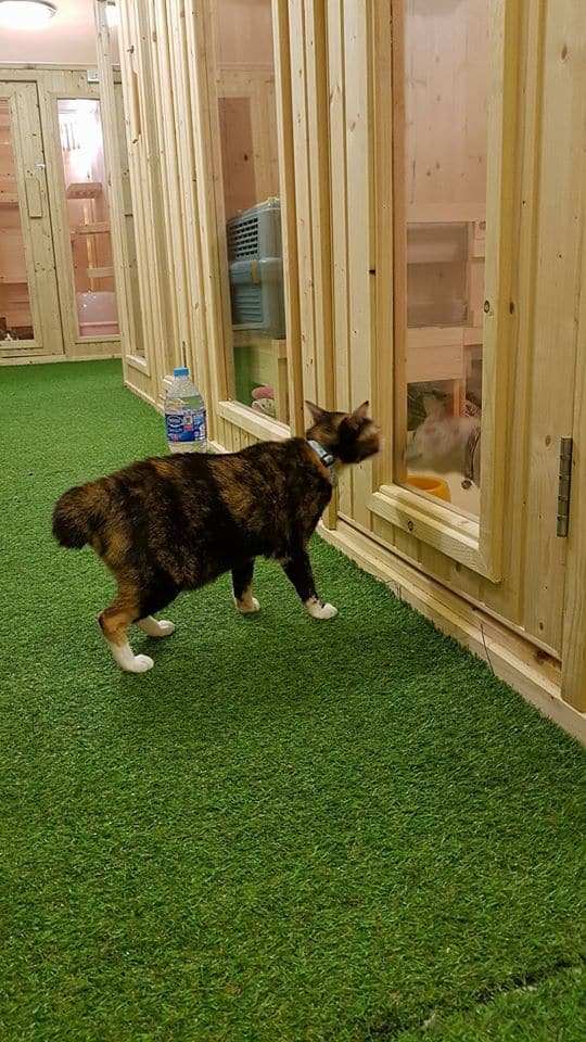 Katze Cat Hotel (โรงแรมแมวคัทเซ่ะ) 3