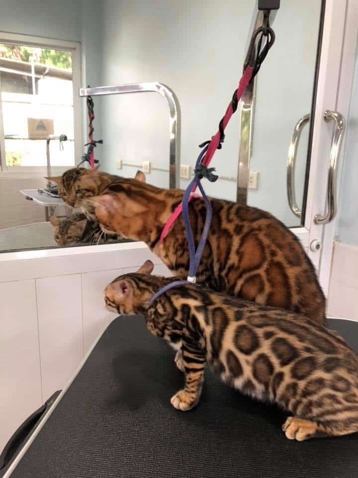 โรงพยาบาลสัตว์เมืองใหม่ Muangmai Pet Hospital 5