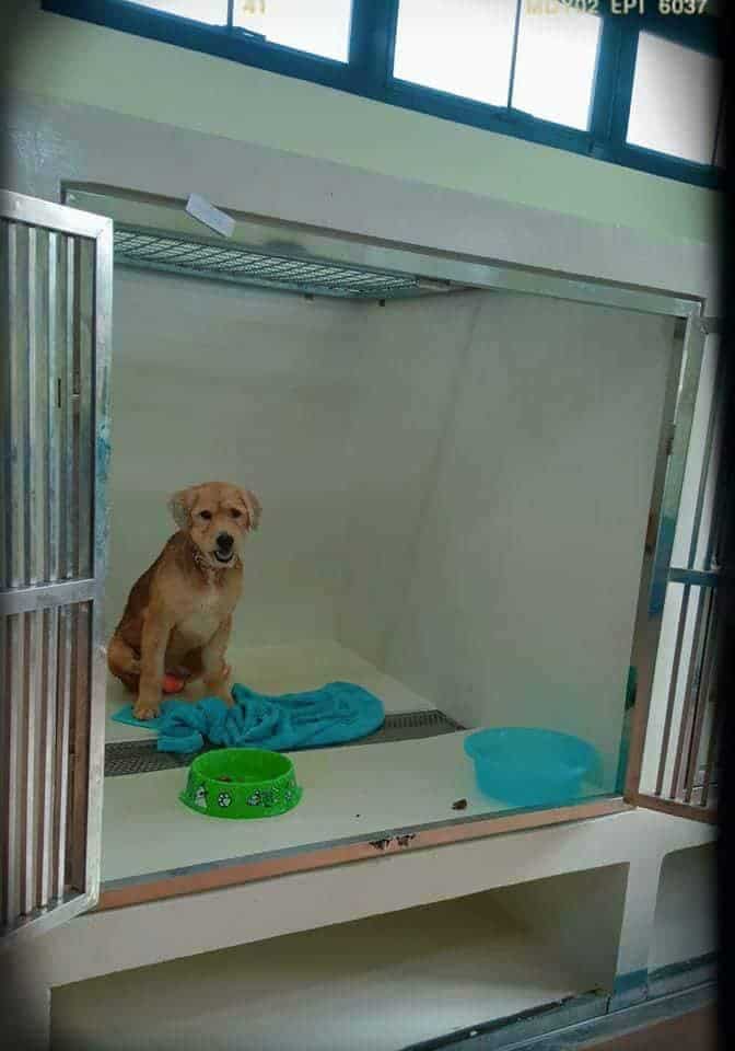 โรงพยาบาลสัตว์ไอแคร์ i Care Animal Hospital 2