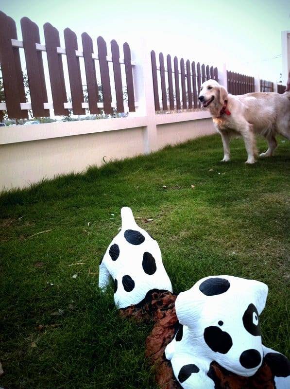 Ban Dr.Ton Pet Hospital (โรงพยาบาลสัตว์บ้านหมอต้น) 7