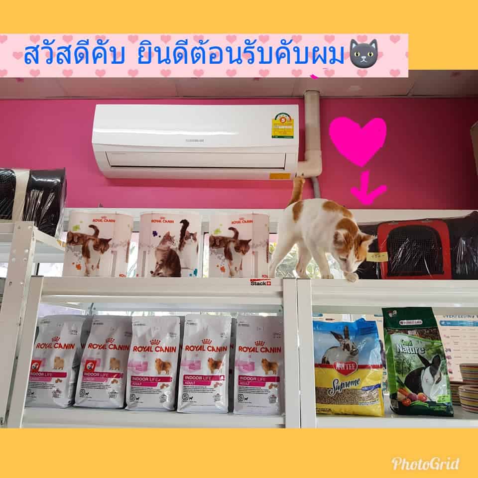 โรงพยาบาลสัตว์สีคิ้ว (นครราชสีมา) 4