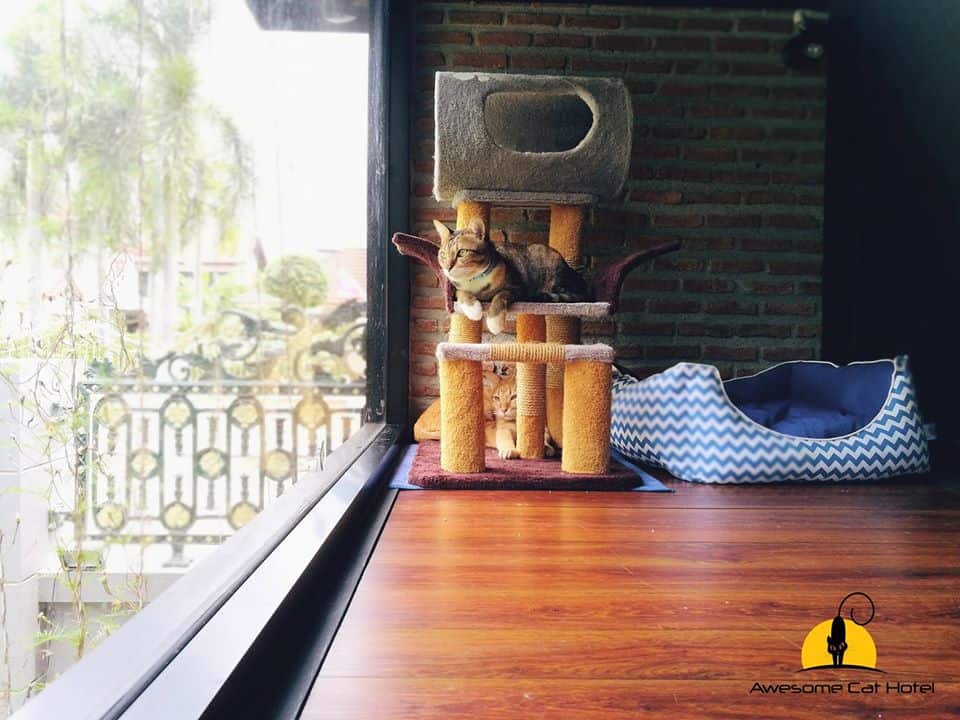 Awesome Cat Hotel (ดอนเมือง) 3