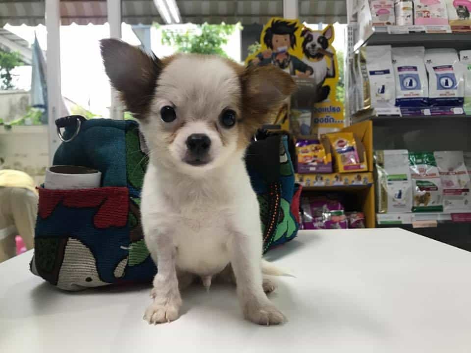 Muanjai Vet Clinic (โรงพยาบาลสัตว์ม่วนอกม่วนใจ๋) 2