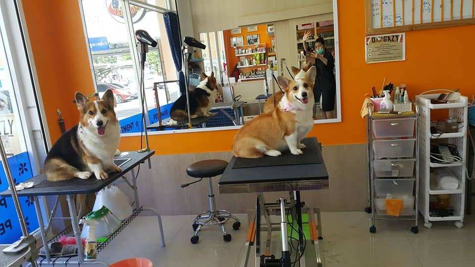 DOGAZY Grooming & Petshop (พระราม2) 2
