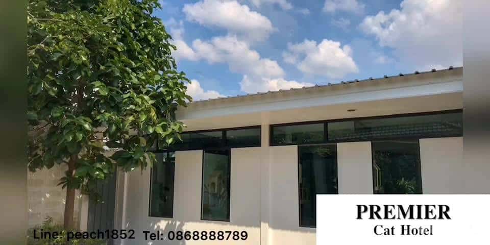 Premier Cat Hotel (โรงแรมแมว พรีเมียร์) 1