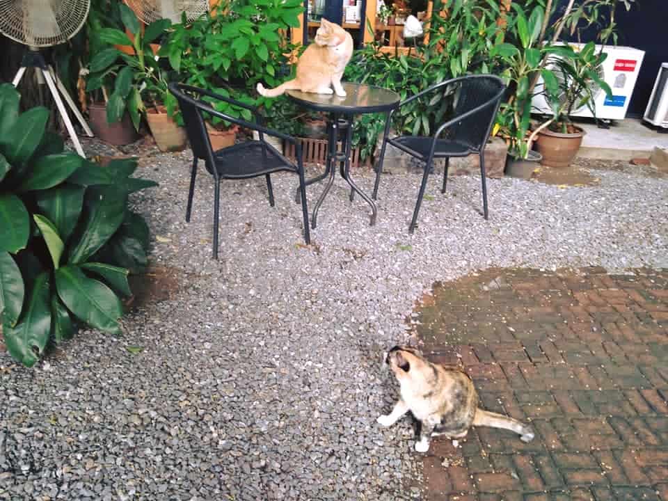 Chico Design Bangkok (Cat Cafe) 4