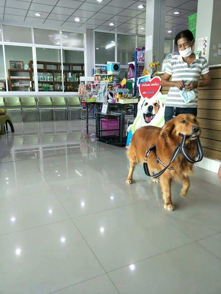 โรงพยาบาลสัตว์หมอรักสัตว์ (สมุทรสงคราม) 4