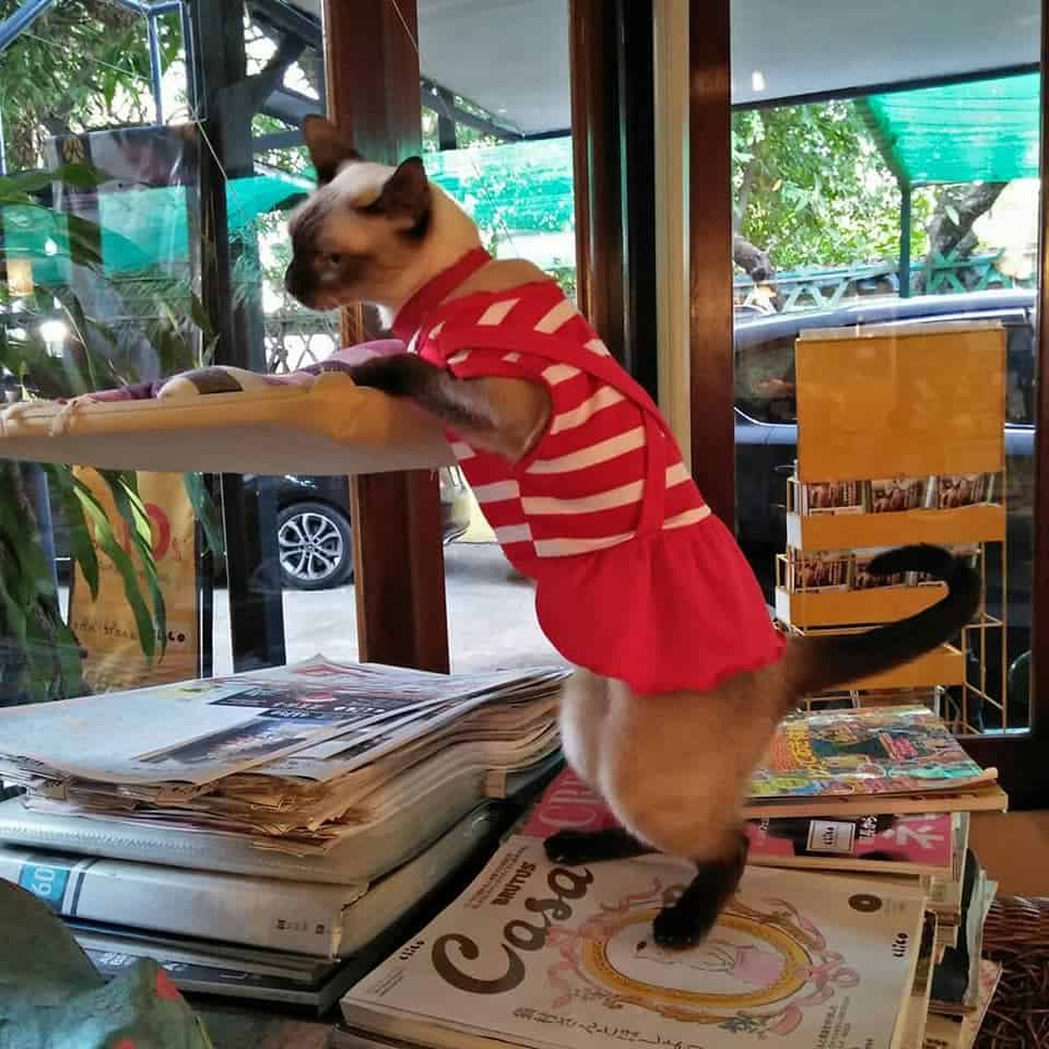 Chico Design Bangkok (Cat Cafe) 8