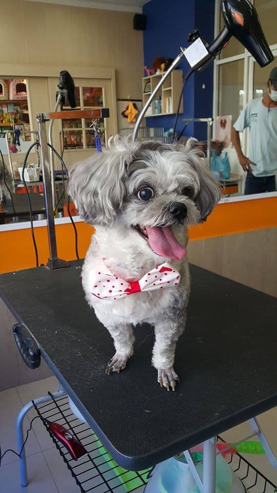 DOGAZY Grooming & Petshop (พระราม2) 3