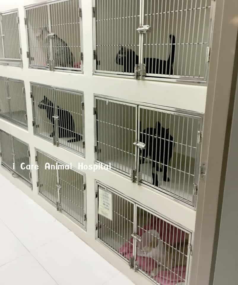 โรงพยาบาลสัตว์ไอแคร์ i Care Animal Hospital 5