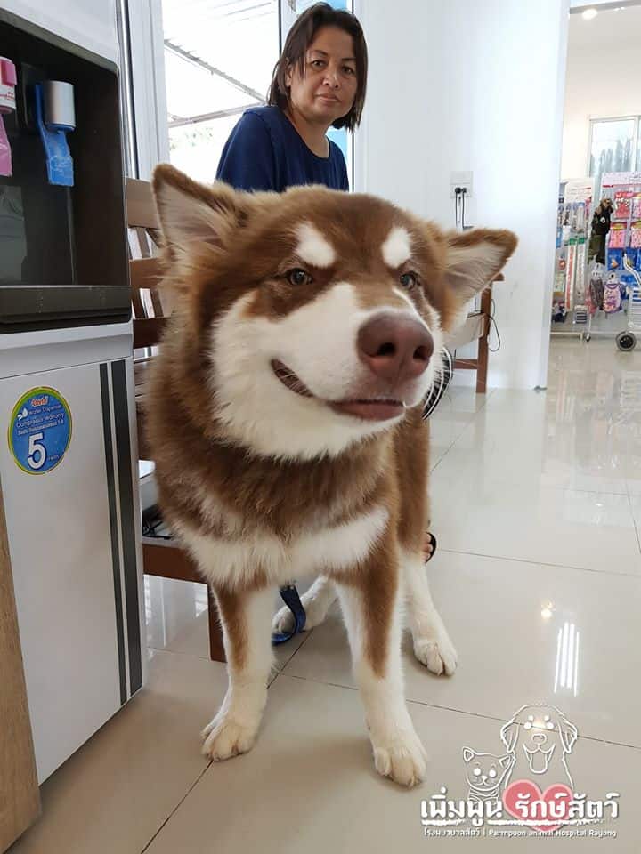 Prempoon Pet Hoapital (โรงพยาบาลสัตว์เพิ่มพูนรักษาสัตว์) 7