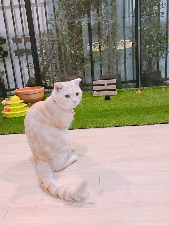 Comin Cat Hotel & Cafe 4