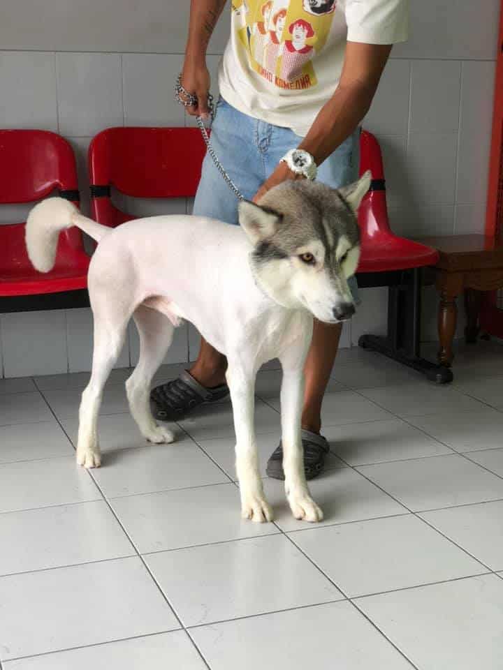 โรงพยาบาลสัตว์เมืองใหม่ Muangmai Pet Hospital 6