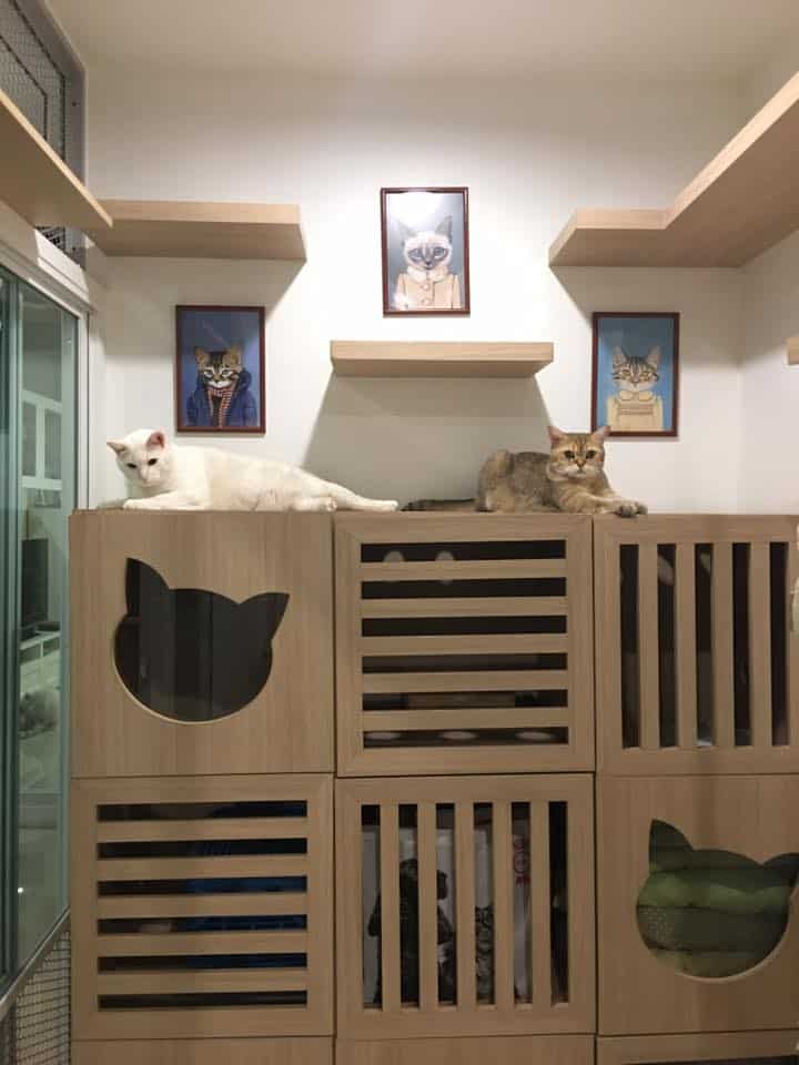 Neko Luxury Cat Hotel (นวลจันทร์) 2