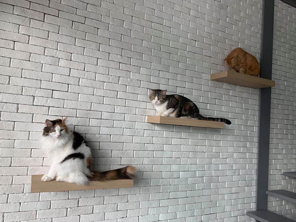 Mettakorn Animal Hospital (โรงพยาบาลสัตว์เมตตากรณ์) 4
