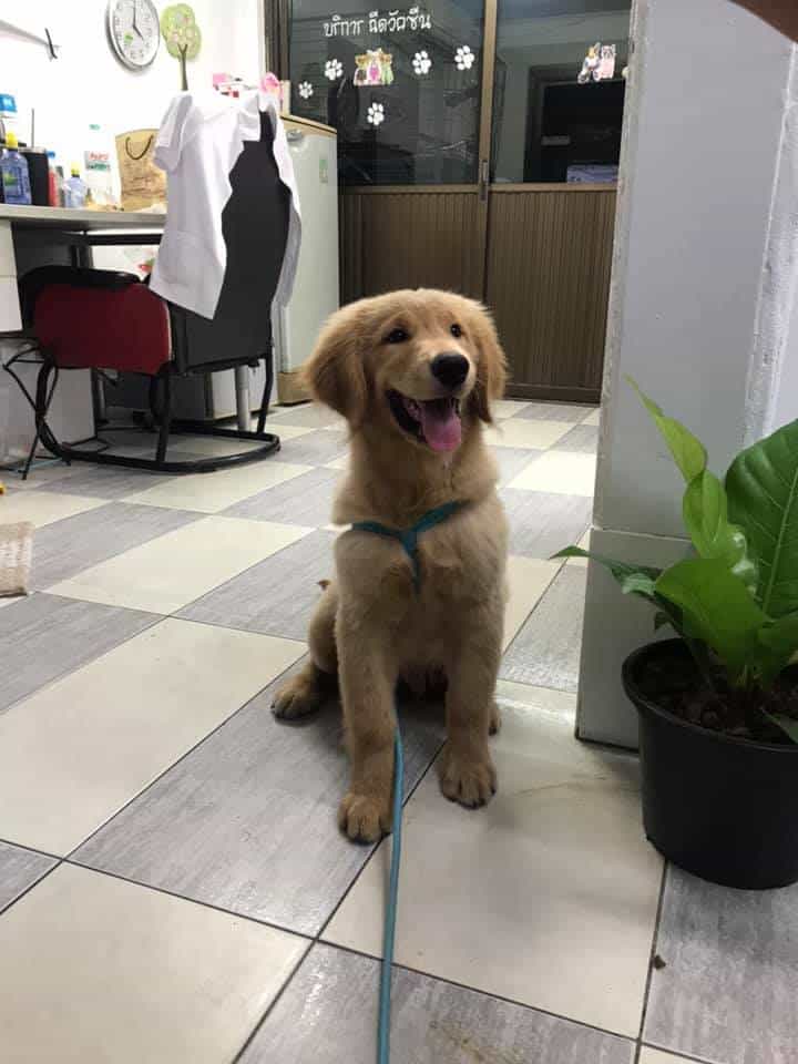 Siyaek pet clinic (สี่แยก เพ็ทคลินิก) 1
