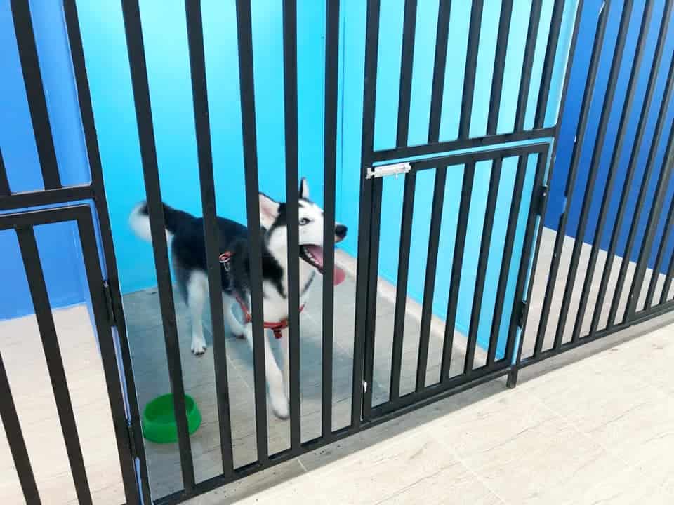 Atrium Ladkrabang Vet Care (คลินิก เอเทรียม ลาดกระบัง-อ่อนนุช รักษาสัตว์) 2