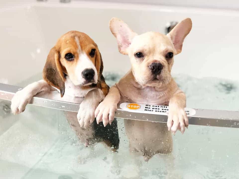 Atrium Ladkrabang Vet Care (คลินิก เอเทรียม ลาดกระบัง-อ่อนนุช รักษาสัตว์) 3