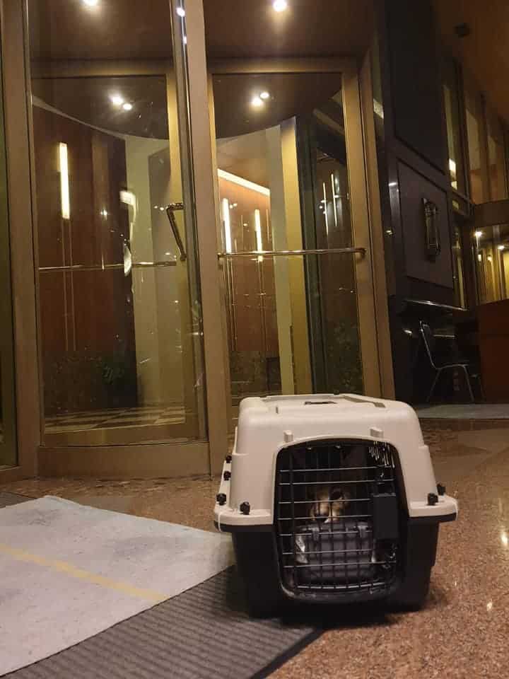 Pet & Aquatic Animal Hospital (PAQ) (โรงพยาบาลสัตว์เพ็ทแอนด์อะควอติก) 3