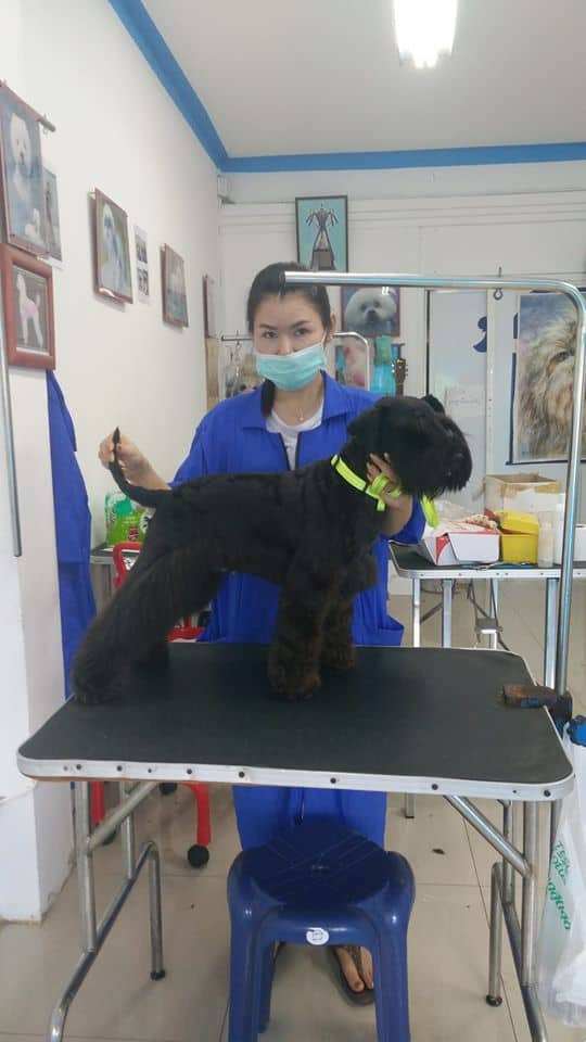Graphic Grooming (โรงเรียนสอนอาชีพตัดขนสุนัข) 3