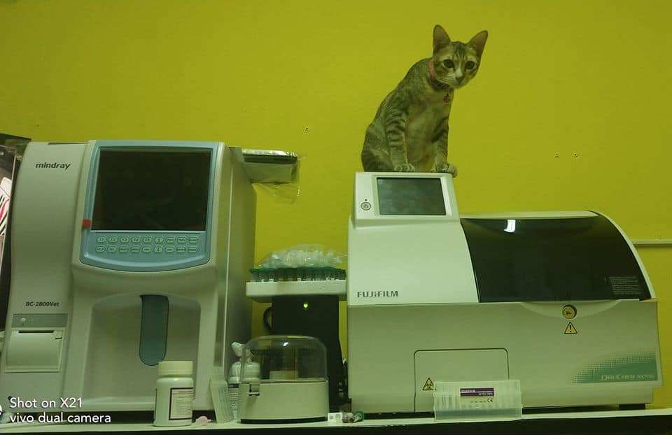 ศิริรักษาสัตว์ Sirirak Pet Clinic 6