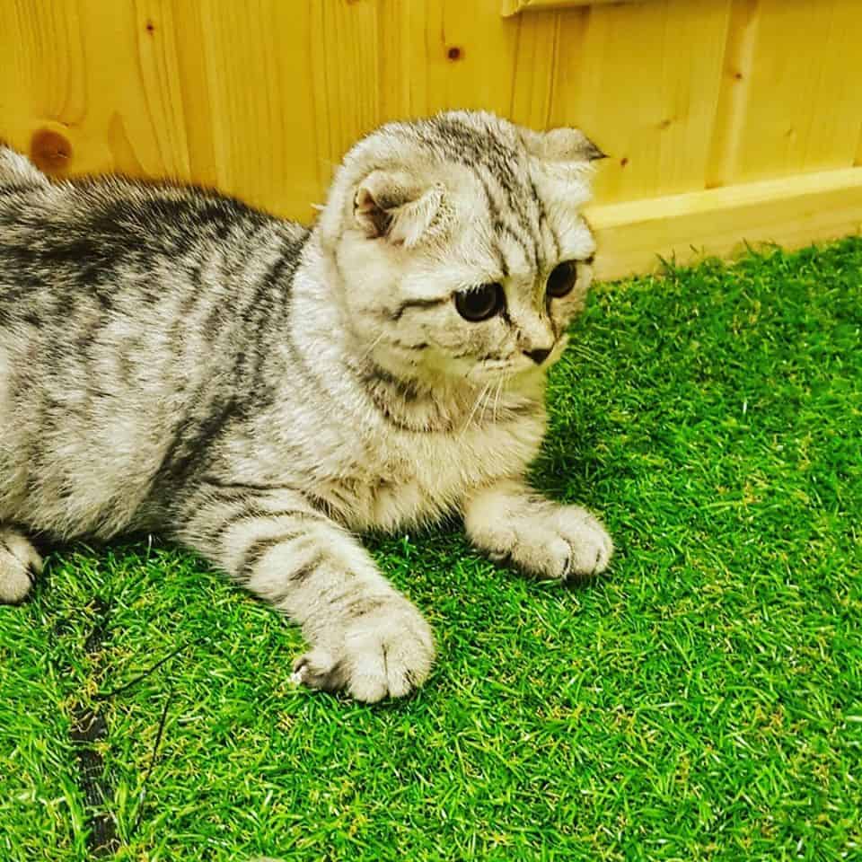 Katze Cat Hotel (โรงแรมแมวคัทเซ่ะ) 5