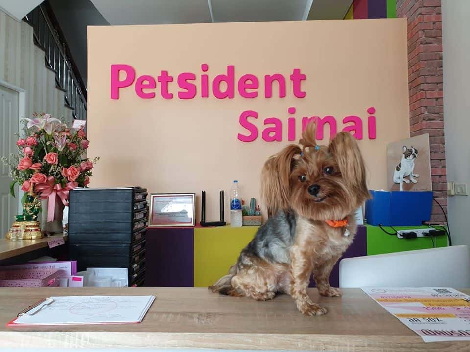 Petsident Saimai (โรงพยาบาลสัตว์เพ็ทซิเดนท์สายไหม) 2