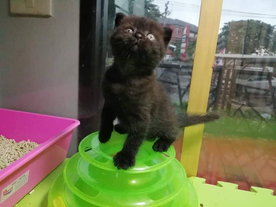 Cat O Holic Thailand (สุขาภิบาล2) 2