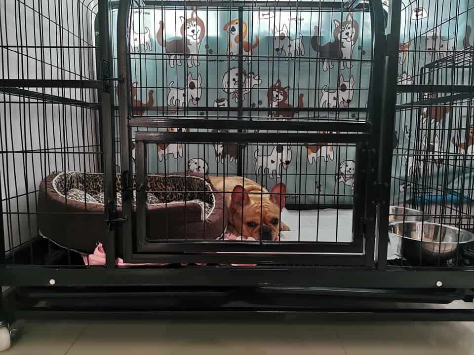 Petsident Saimai (โรงพยาบาลสัตว์เพ็ทซิเดนท์สายไหม) 3