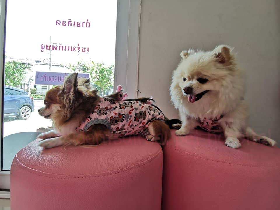 Petsident Saimai (โรงพยาบาลสัตว์เพ็ทซิเดนท์สายไหม) 4
