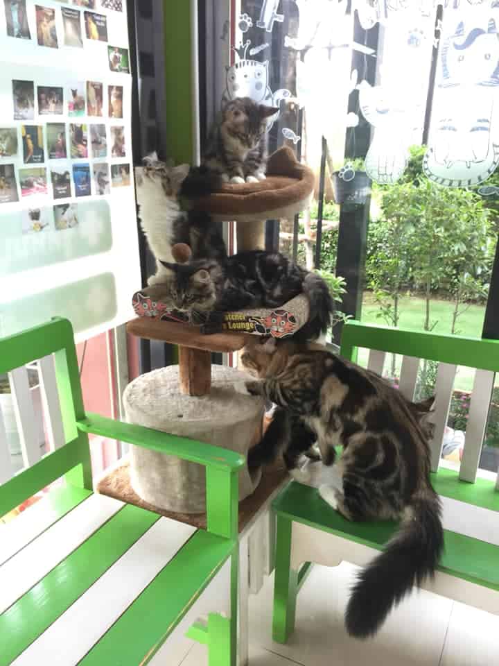 The Pet Ban Pho (เดอะเพ็ทสัตวแพทย์) 4
