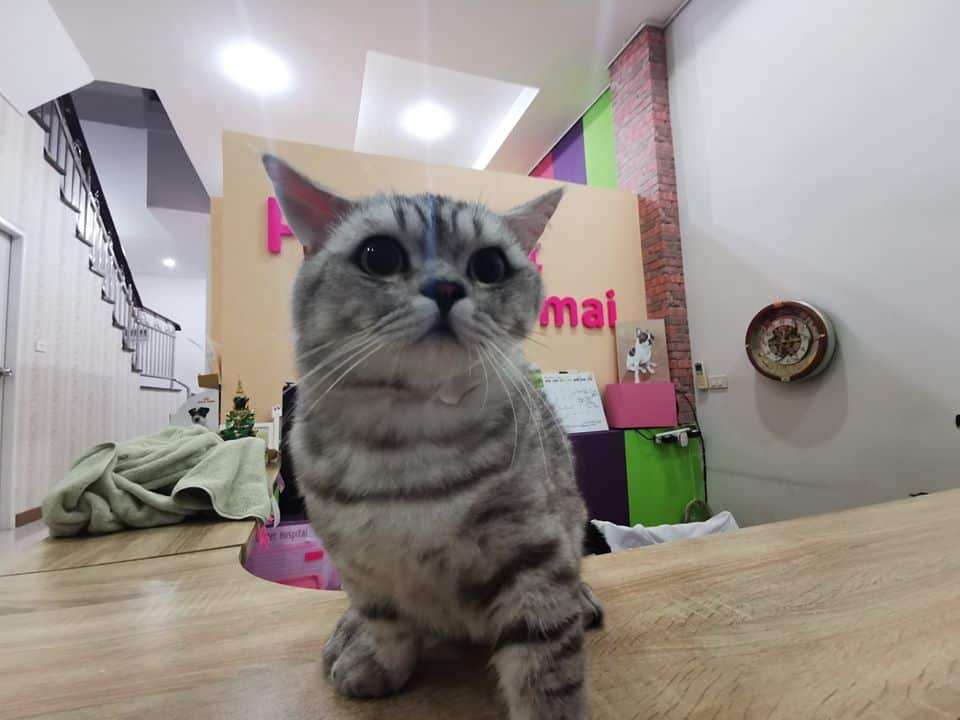 Petsident Saimai (โรงพยาบาลสัตว์เพ็ทซิเดนท์สายไหม) 6
