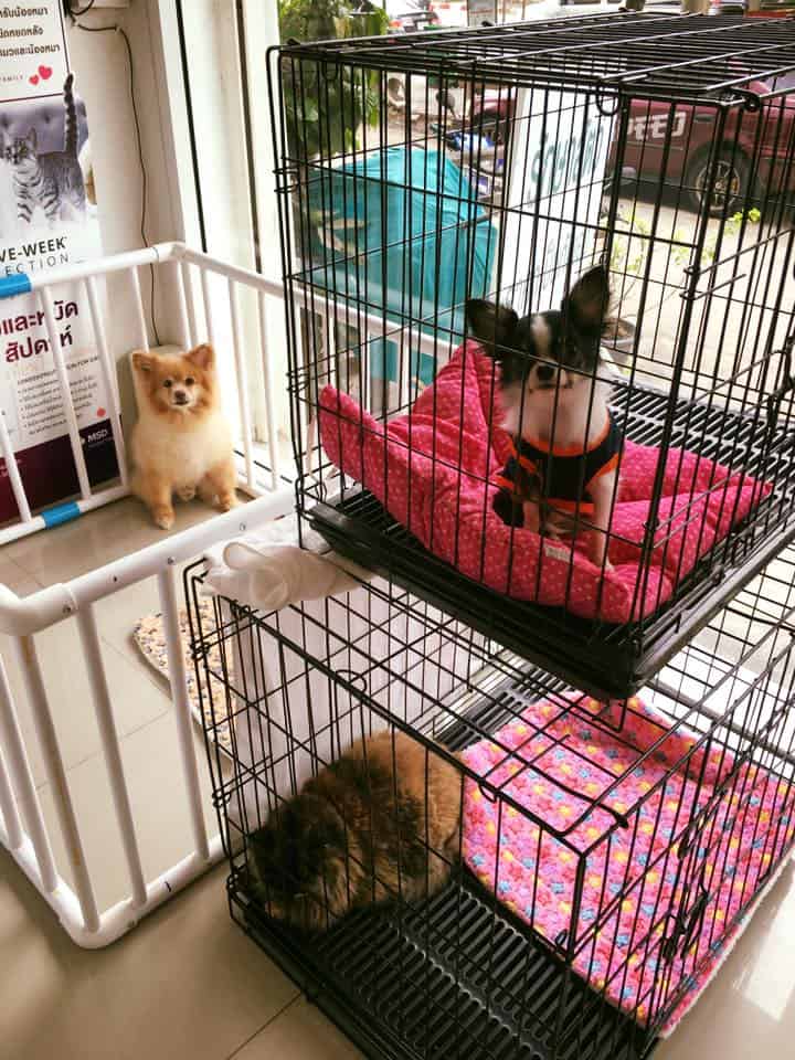 myVet Petclinic (คลีนิกรักษาสัตว์มายเว็ท) 2