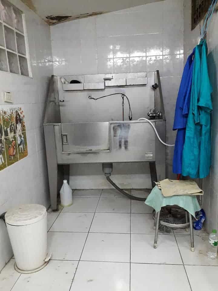 Graphic Grooming (โรงเรียนสอนอาชีพตัดขนสุนัข) 5