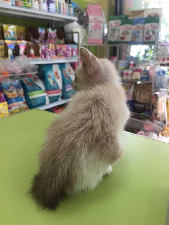 The Pet Ban Pho (เดอะเพ็ทสัตวแพทย์) 5