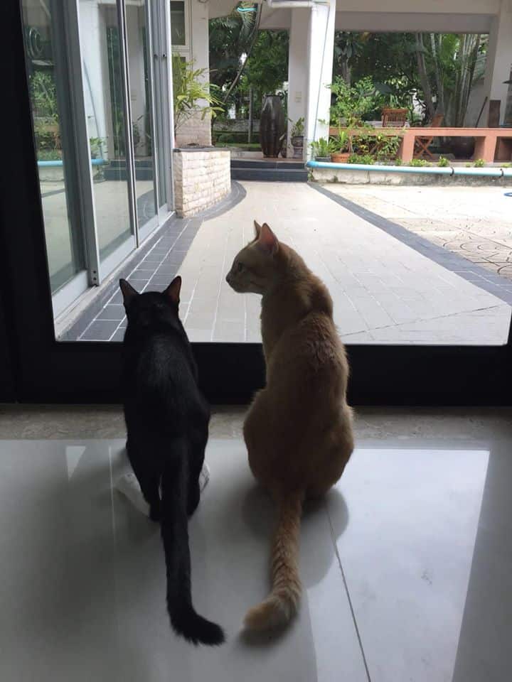 Premier Cat Hotel (โรงแรมแมว พรีเมียร์) 3
