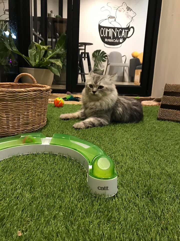 Comin Cat Hotel & Cafe 8